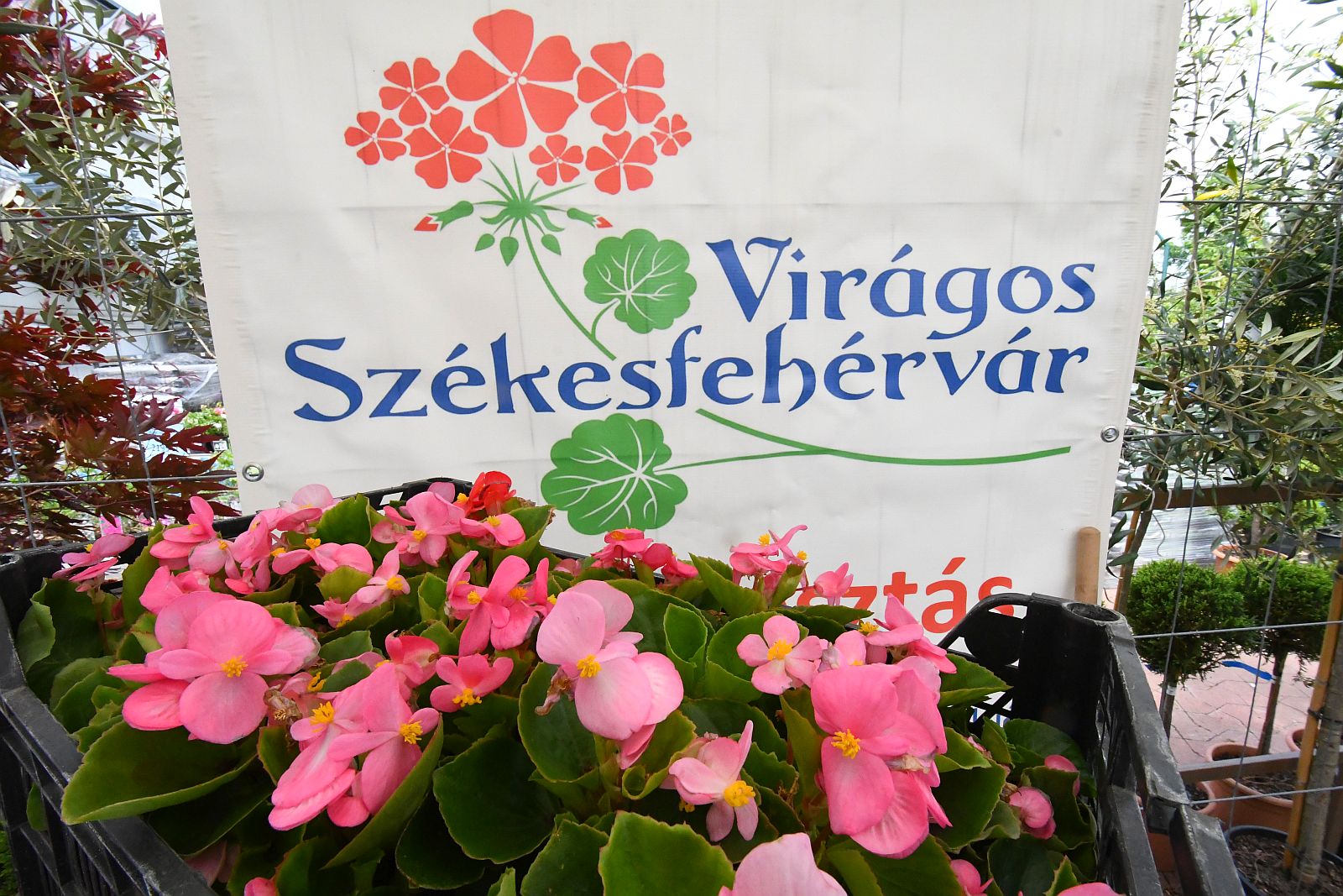 Virágos Székesfehérvár 2024 – elkezdődött a virágcsomagok kiosztása